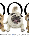 Dog by Matthew Van Fleet: Novelty; 20 pages / English