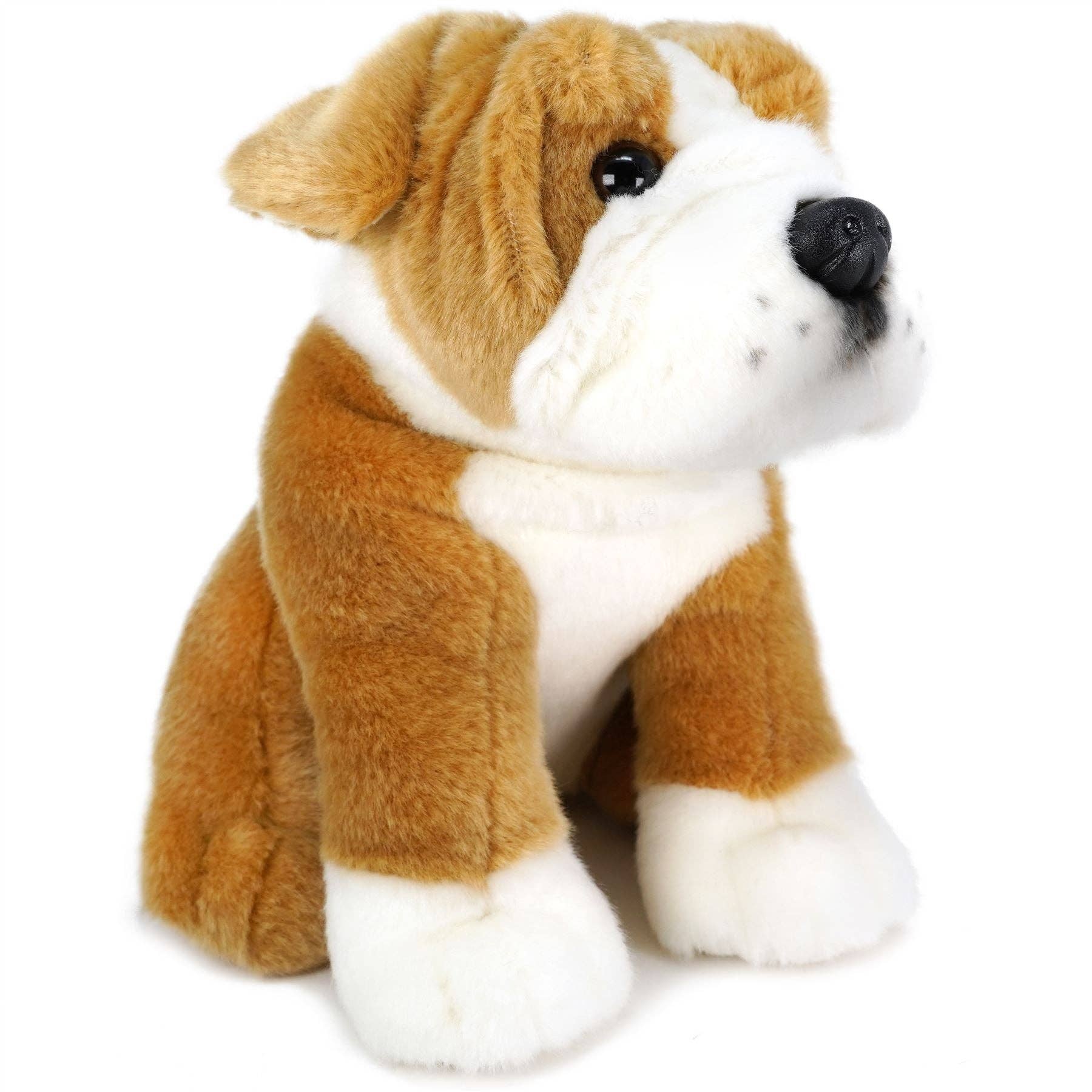 Egan the English Bulldog