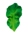 Kendall the Kale