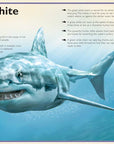 Magnificent Book of Sharks by Barbara Taylor