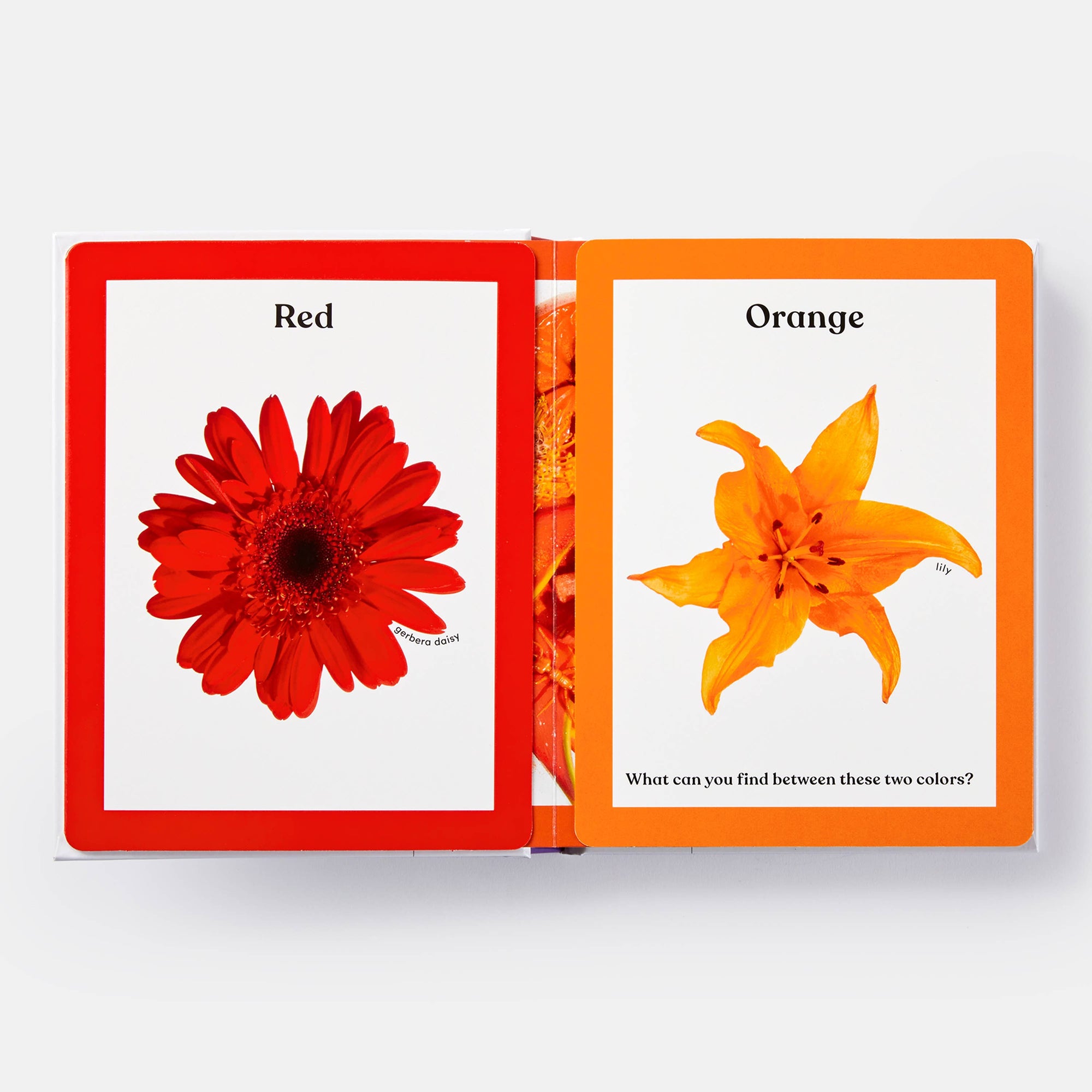Rainbows in Bloom: Discovering Colors with Flowers