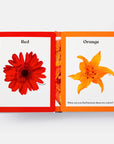 Rainbows in Bloom: Discovering Colors with Flowers
