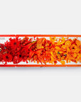 Rainbows in Bloom: Discovering Colors with Flowers