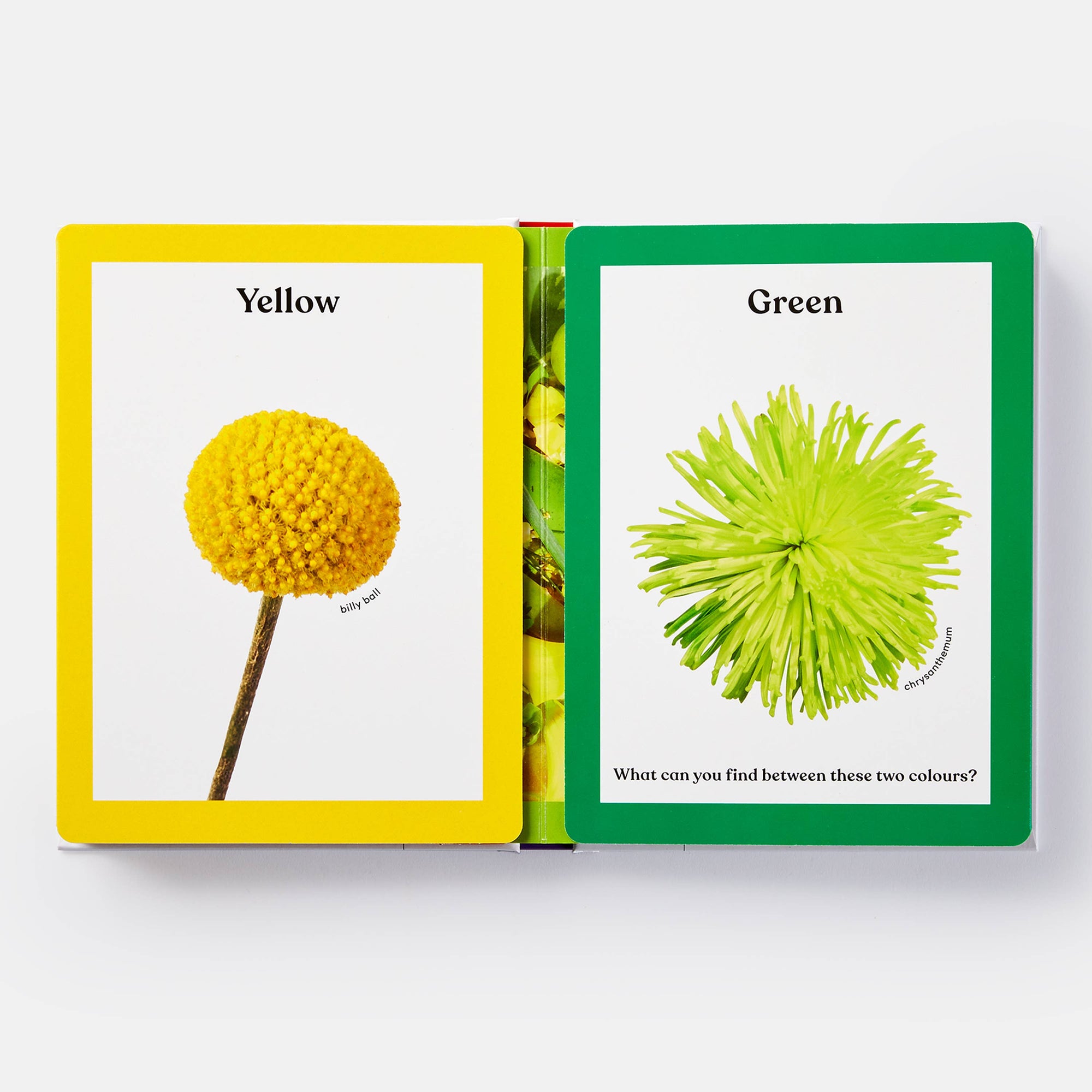 Rainbows in Bloom: Discovering Colors with Flowers