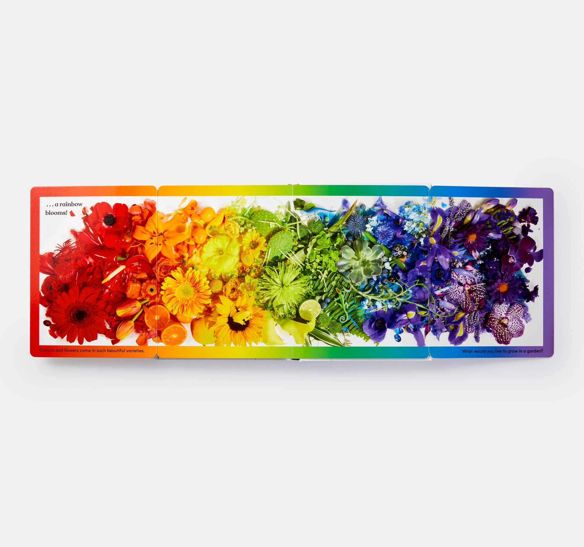 Rainbows in Bloom: Discovering Colors with Flowers