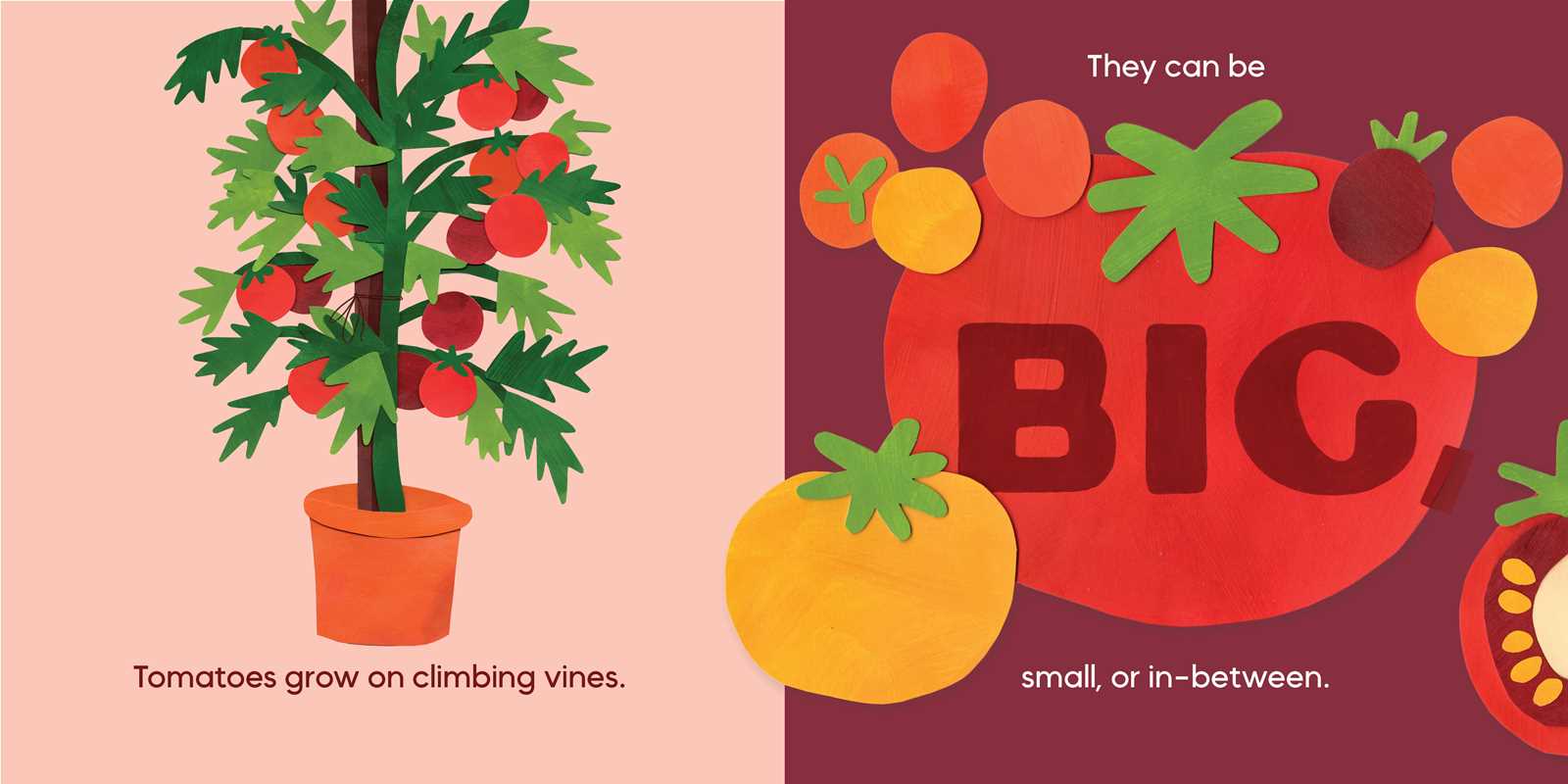 Our Food Grows by Sarah M. White: Hardcover; 32 pages / English