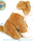 Egan the English Bulldog