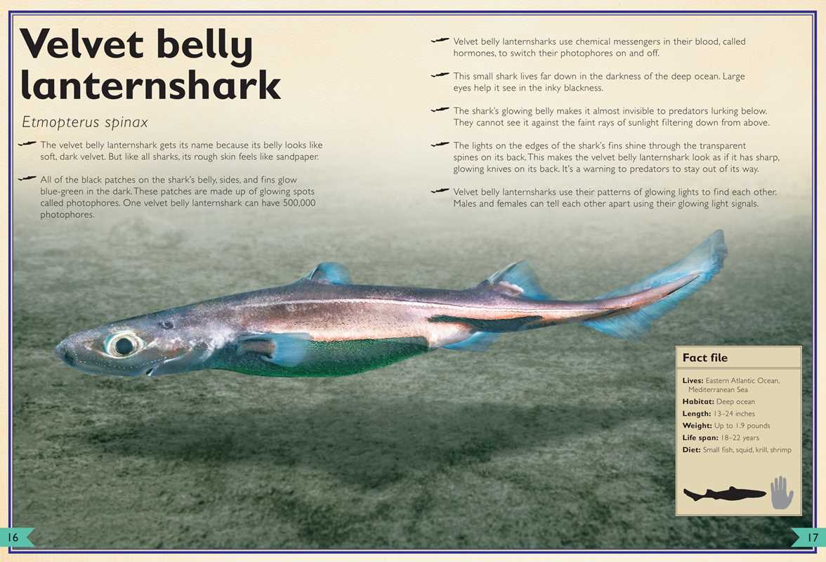 Magnificent Book of Sharks by Barbara Taylor