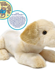Lorrie the Labrador
