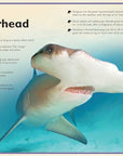 Magnificent Book of Sharks by Barbara Taylor