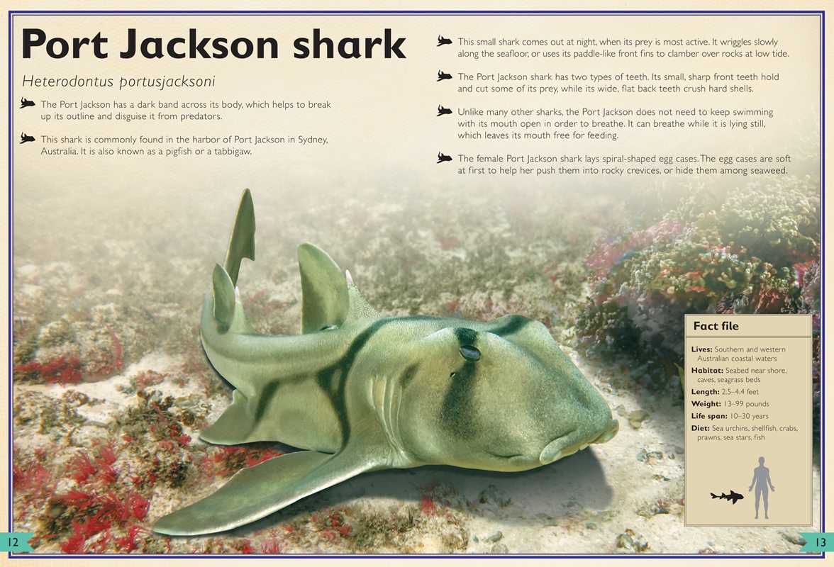 Magnificent Book of Sharks by Barbara Taylor