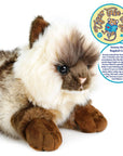 Snowy the Ragdoll Cat