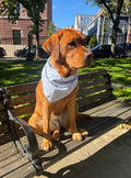 Boston Blue Dog Bandana
