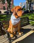 Boston Blue Dog Bandana