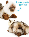 Snowy the Ragdoll Cat