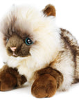 Snowy the Ragdoll Cat