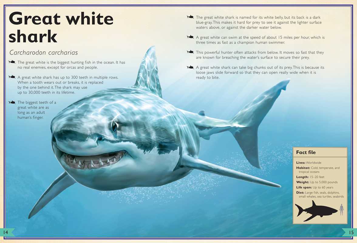 Magnificent Book of Sharks by Barbara Taylor