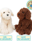 Luka The Labradoodle